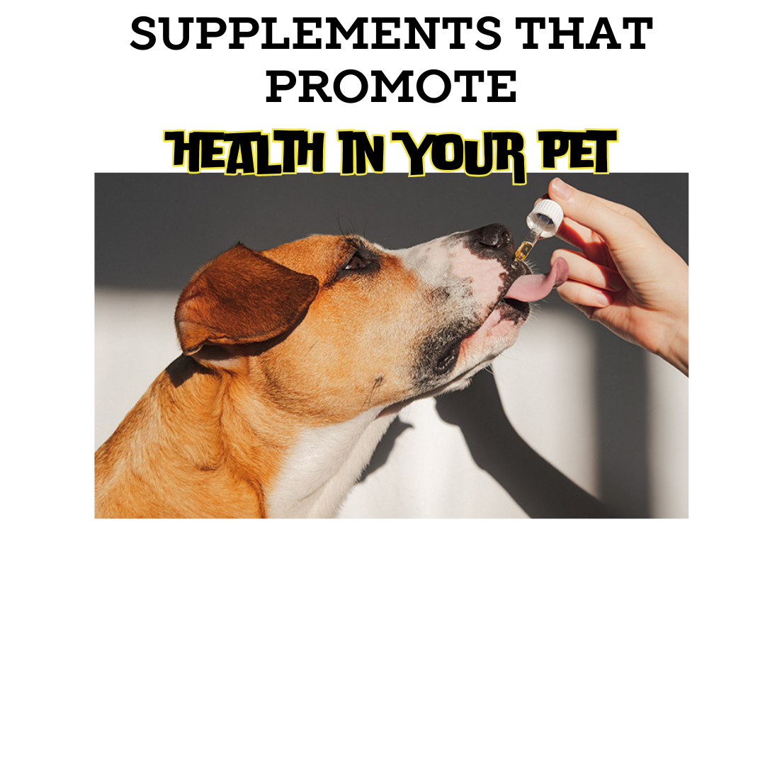 Supplements that promote health in your pet