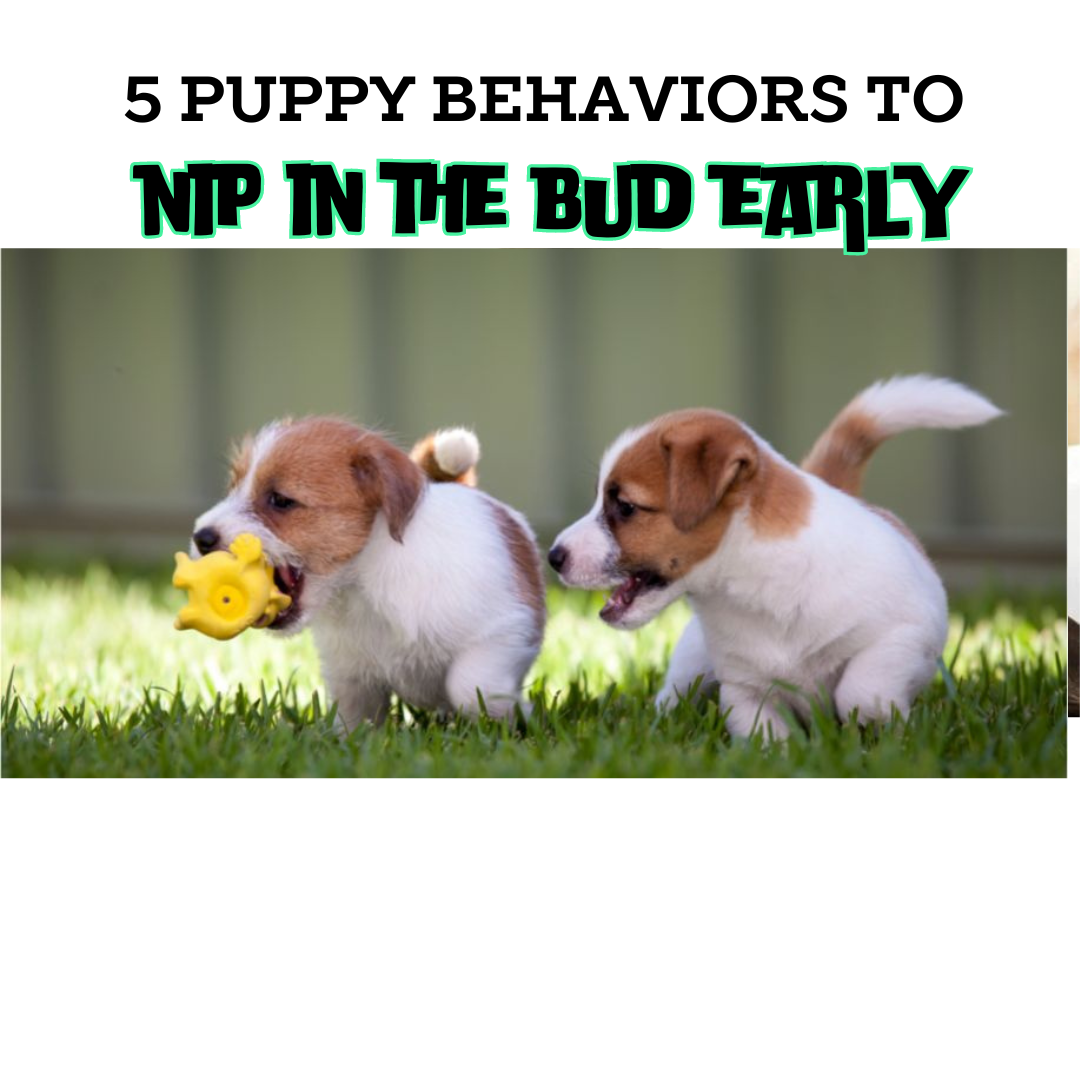 5 Puppy Behaviors to Nip in the Bud early